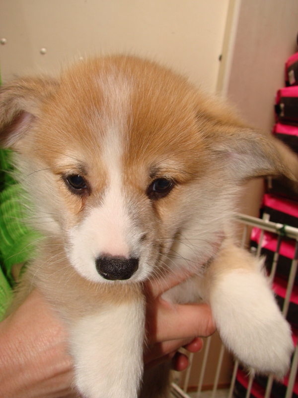 Puppies